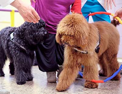 chien passant par un cerceau