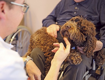 cane in cima all'uomo in sedia a rotelle che viene accarezzato