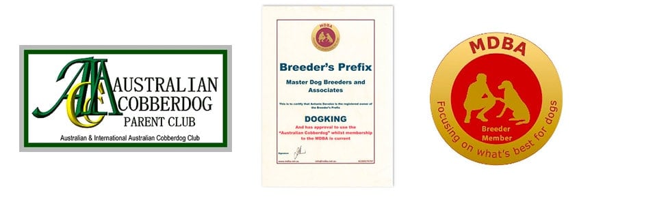Australian Cobberdog breeder documents and certificates