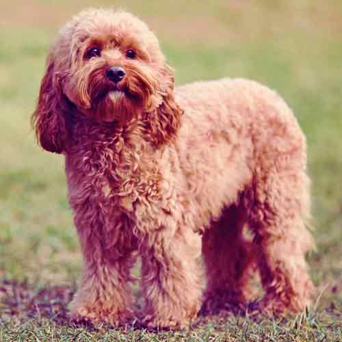 Hund, der im Park Labradoodle Australian Cobberdog steht