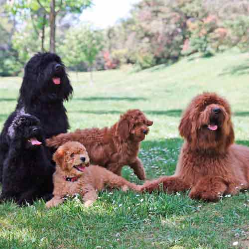 chiens dans le parc, chiots et parents