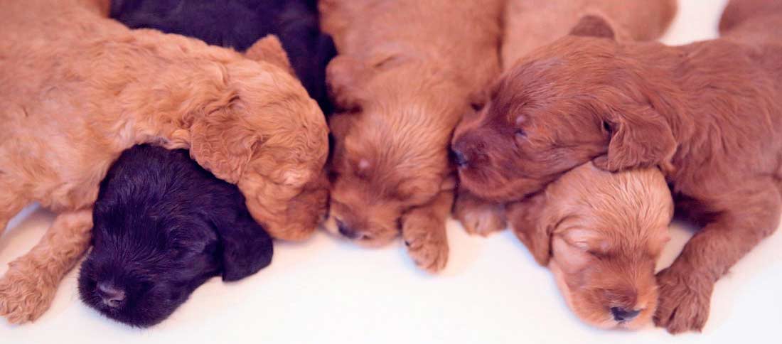 cuccioli di cane in canada