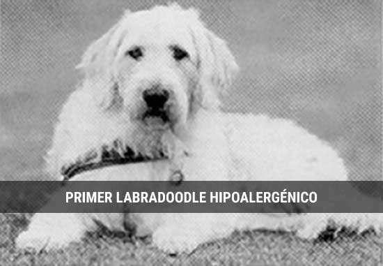 El primer Labradoodle