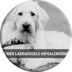photo of Wally Conror's first labradoodle, round picture