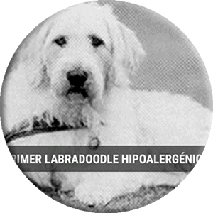 foto del primer labradoodle de Wally Conror, imatge rodona