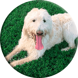 Labradoodle prima generazione, immagine tonda