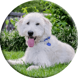 foto labradoodle, imatge rodona