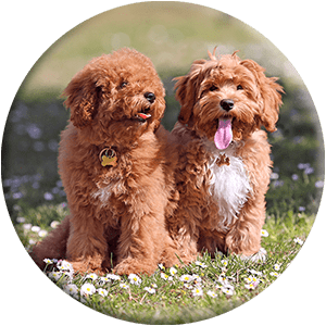 chiots dans le parc, image ronde