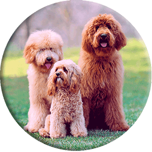 Hunde unterschiedlicher Größe im Park, rundes Bild