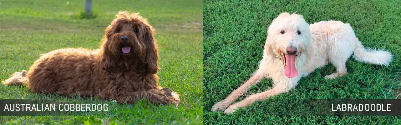 differences between Australian Cobberdog and Labradoodle