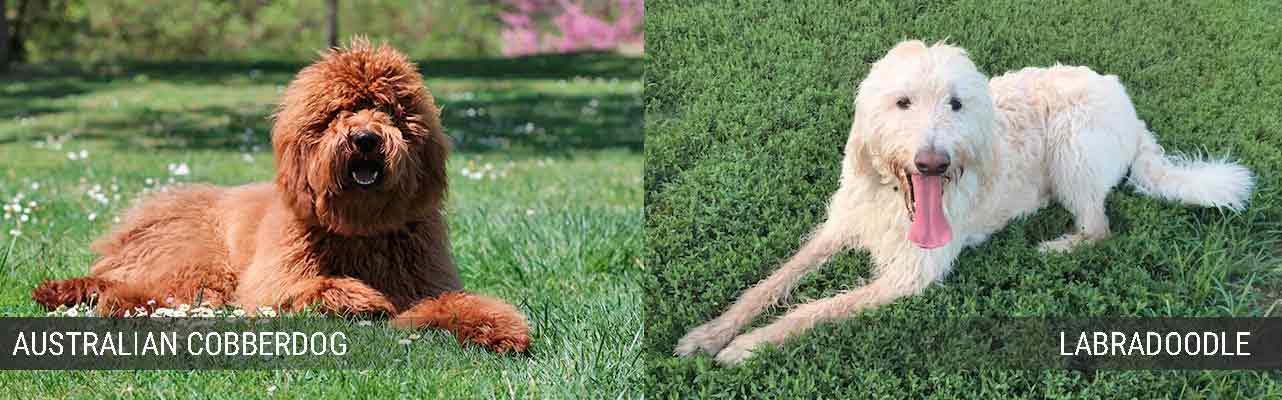 Unterschiede zwischen Australian Cobberdog und Labradoodle