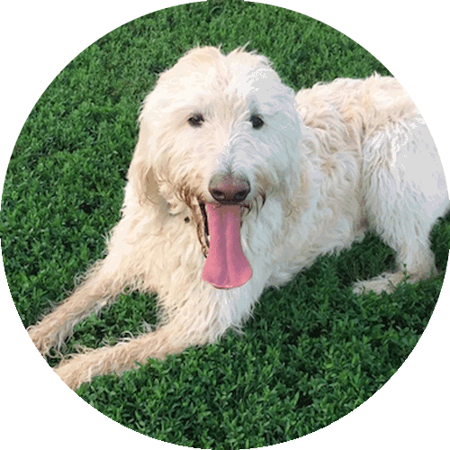 Labradoodle f1 crossbreed, round picture