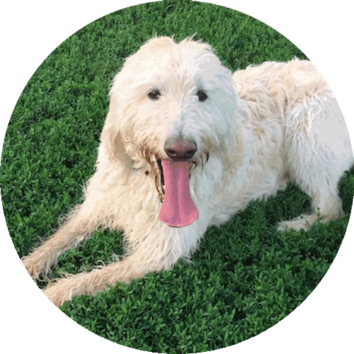 Labradoodle f1 croisement, image ronde