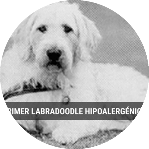 foto primer labradoodle, imatge rodona