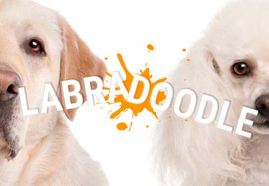 Il labradoodle è l'incrocio tra Labrador e Poodle