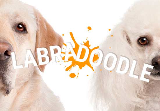 Le labradoodle est le croisement entre le Labrador et le caniche