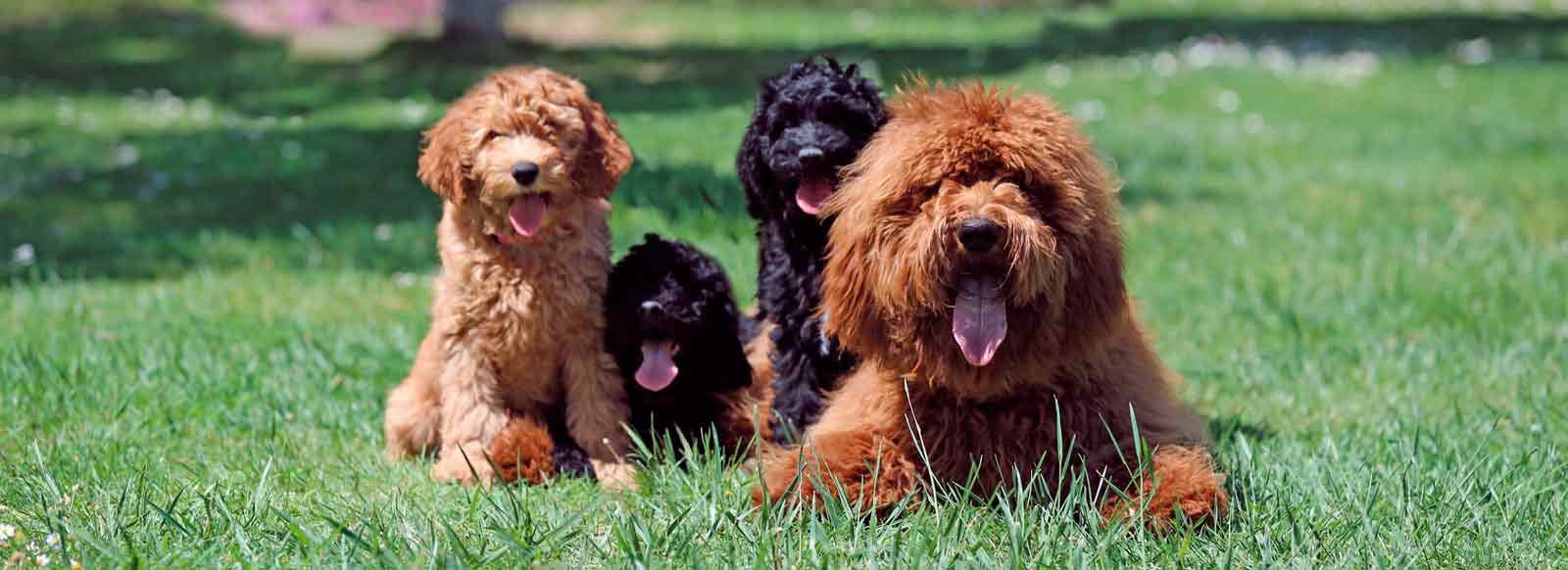 Hunde und Welpen im Park, im Gras, in der Natur