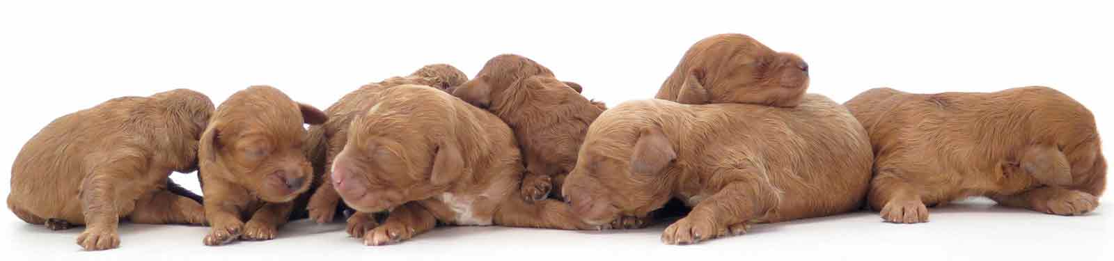 portée de chiots rouge blanc et marron