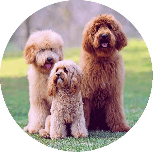 drei Hunde unterschiedlicher Größe im Park in der Natur