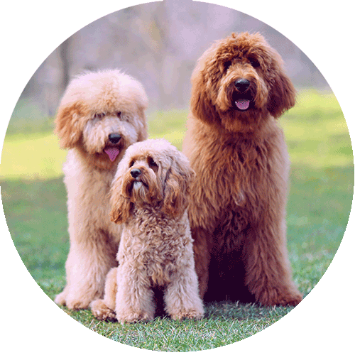 three dogs of different size in the park in nature