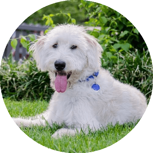 Labradoodle encreuament pagès i caniche, imatge rodona