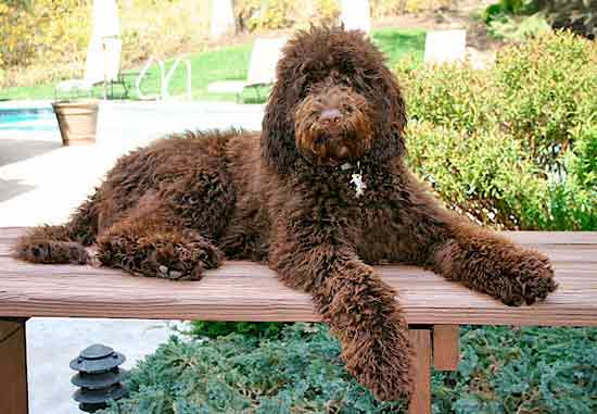 Labradoodle australiano