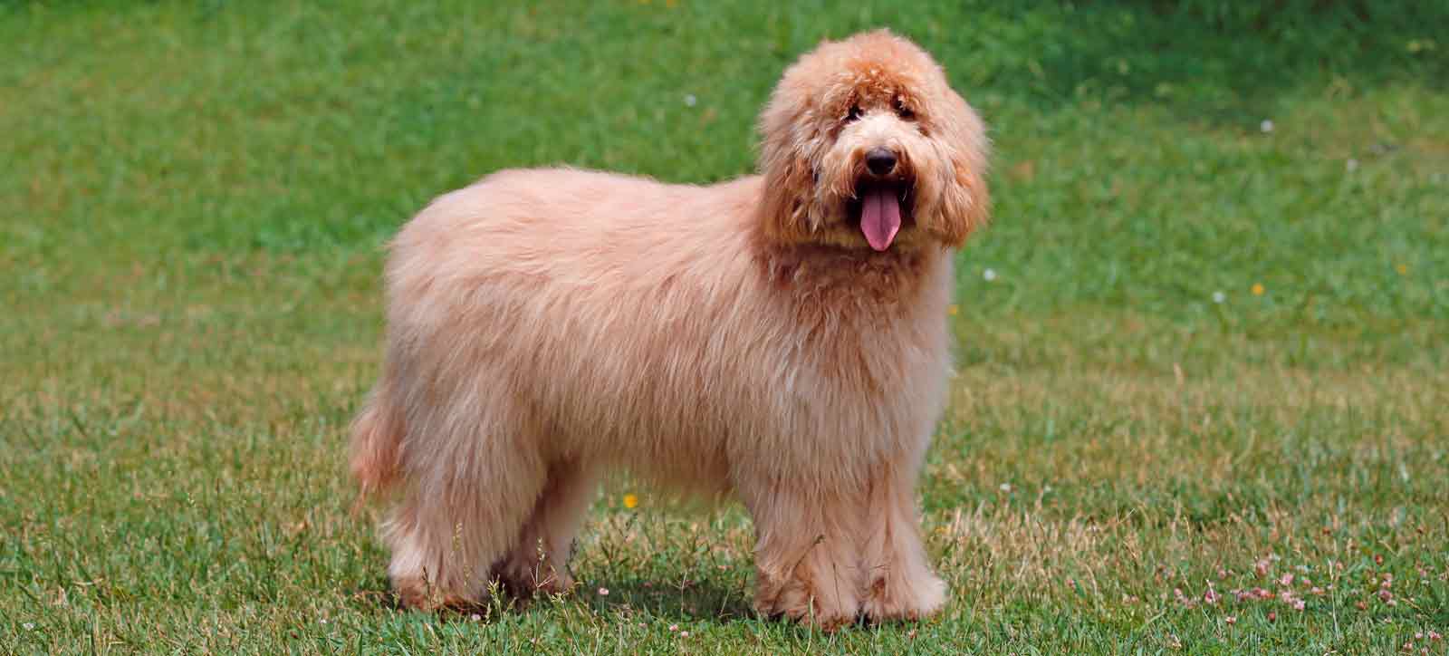 long-haired dog in the park, on the grass, in nature