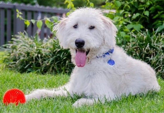 Labradoodle de primera generación