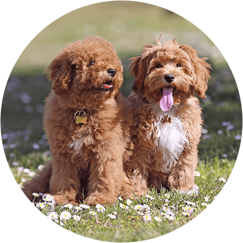 cachorros de perro en un parque en la naturaleza