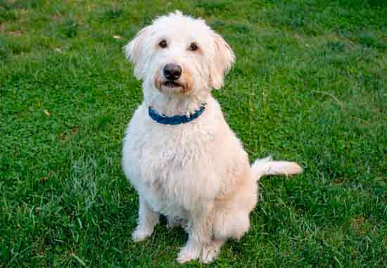 dog sitting on the grass