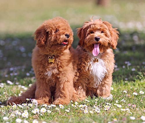 Hundewelpen auf dem Rasen mit Blumen