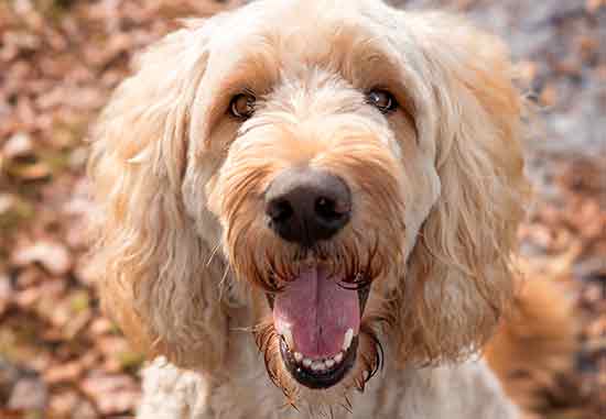 dog with open mouth smiling