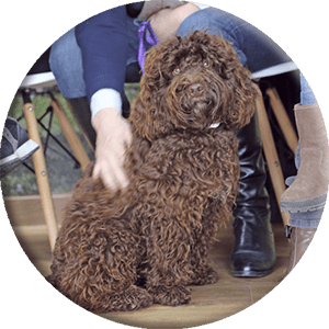 brauner schokoladenfarbener sitzender Hund, rundes Bild