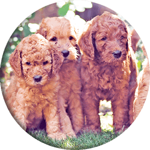 puppies in the grass, round picture