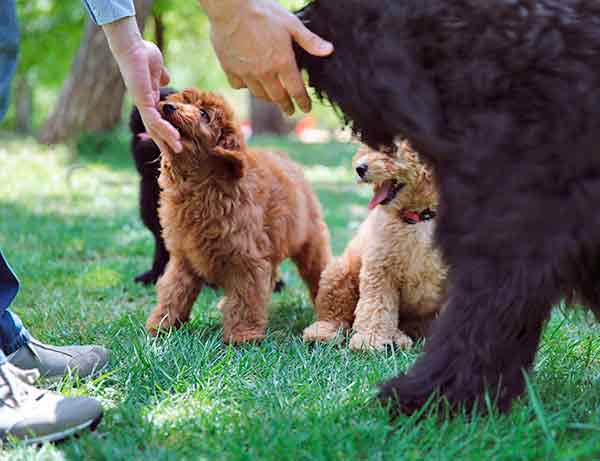 Person, die Hunde und Welpen auf dem Rasen streichelt