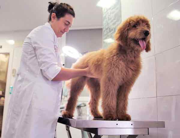 vétérinaire touchant l'abdomen d'un chien