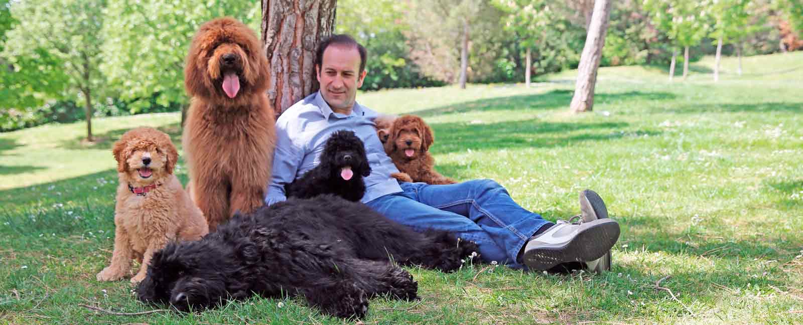 dogs in a park with a man leaning on a tree