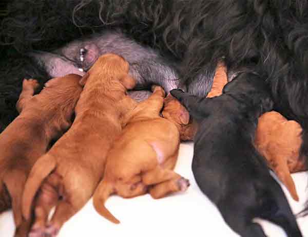 cuccioli che succhiano il latte dalla madre