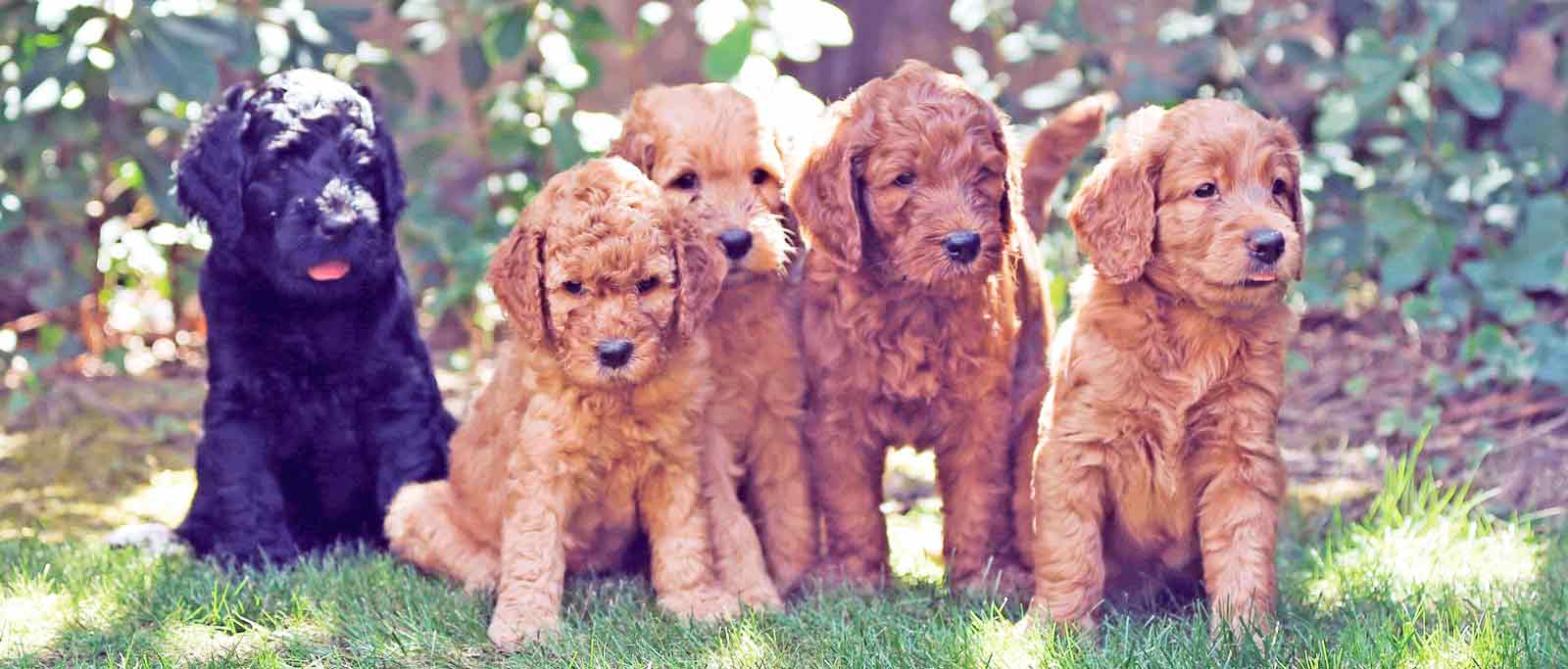 puppies on the lawn in the sun