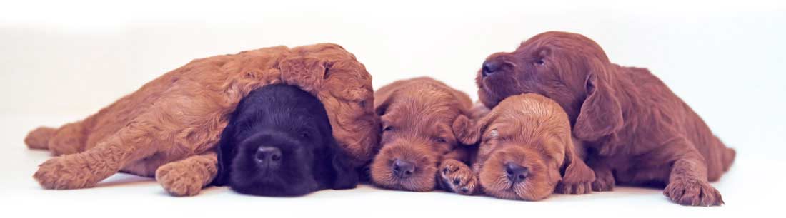 litter of red, brown, gold and black puppies