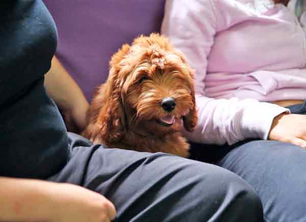 cucciolo di cane marrone rosso