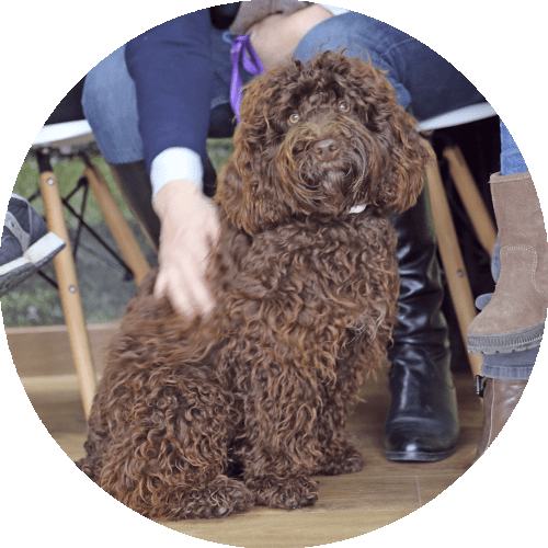 Chien brun chocolat aux cheveux longs bouclés assis, image ronde