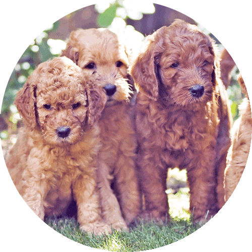 dog puppies, round picture