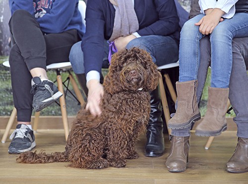 sitzender schokoladenbrauner Hund wird gestreichelt