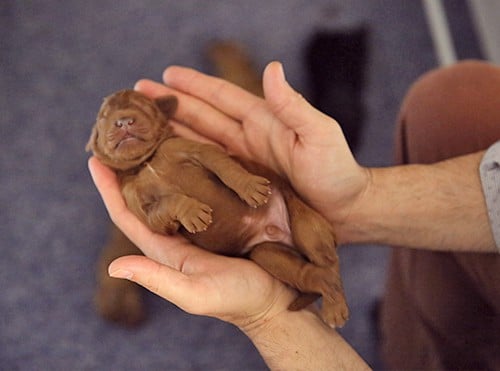 cachorro del tamaño de una mano