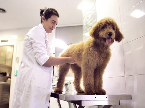 Veterinaria tocando abdomen de un perro
