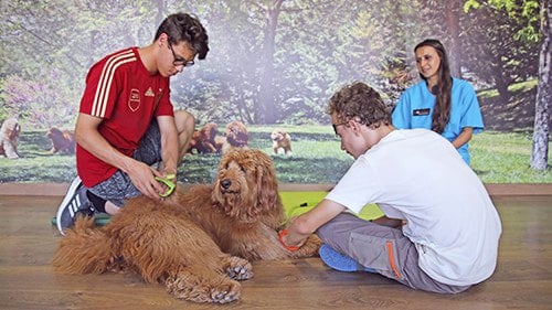 children brushing therapy dog and dog assisted therapy technician