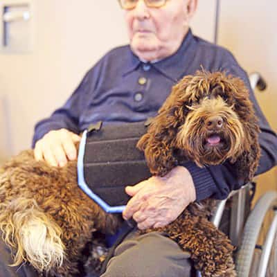 Gos de teràpia amb ancià en cadira de rodes