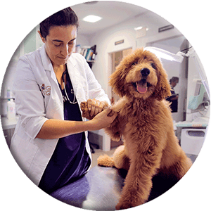 round photo of veterinary with puppy
