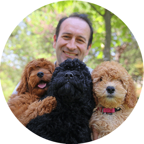 red, black and blonde dog with man